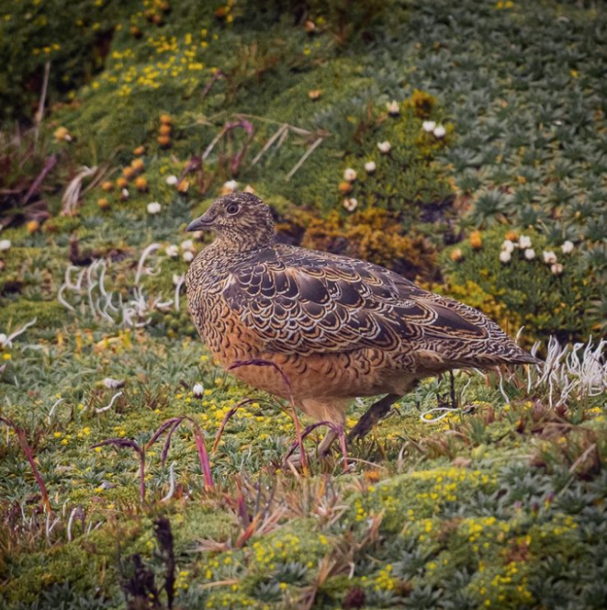 Rufous-bellied Seedsnipe by Daniel Aldana - Organikos