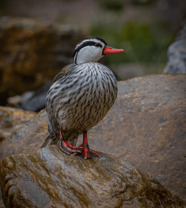 Torrent Duck by Daniel Aldano - Organikos