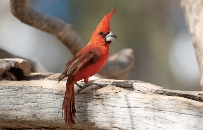 Vermilion Cardinal by Richard Kostecke - Organikos