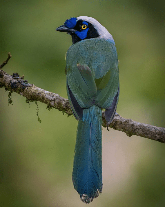 Inca Jay by Daniel Aldana - Organikos