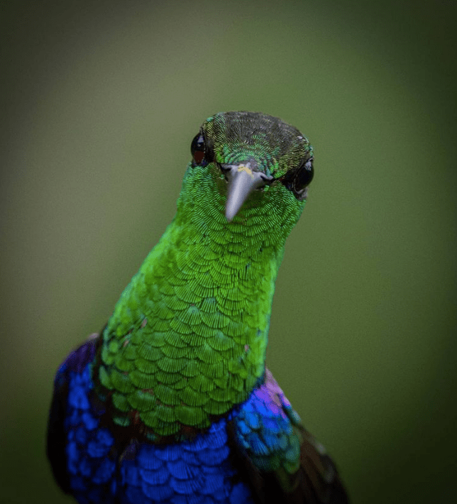 Fork-tailed Woodnymph by Daniel Aldana - Organikos