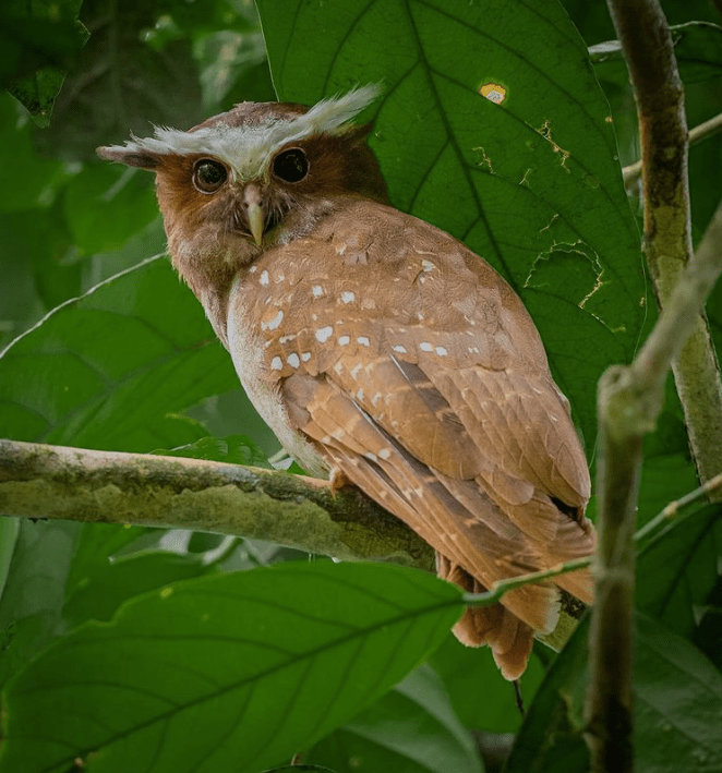 Crested Owl by Daniel Aldana - Organikos
