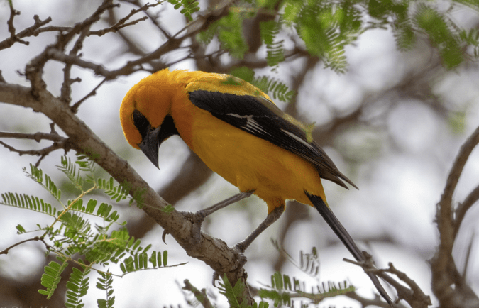 Yellow Oriole by Richard Kostecke - Organikos