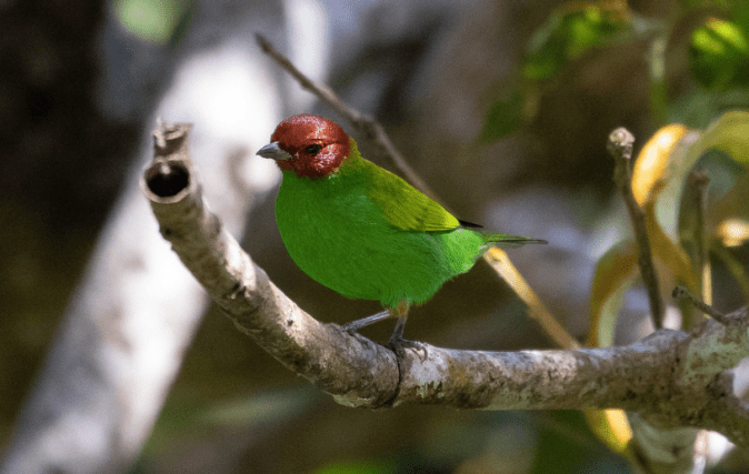 Bay-headed Tanager by Richard Kostecke - Organikos