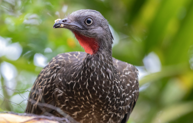 Band-tailed Guan by Richard Kostecke - Organikos