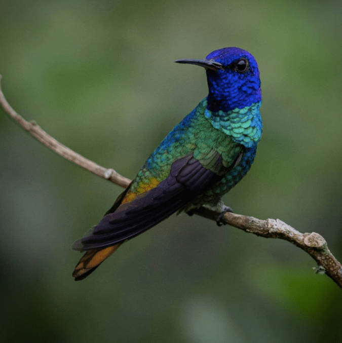 Golden-tailed Sapphire by Daniel Aldana - Organikos
