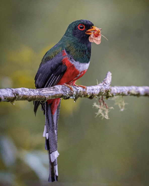 Masked Trogon by Daniel Aldana - Organikos
