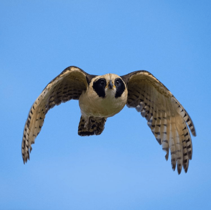 Laughing Falcon by Daniel Aldana - Organikos
