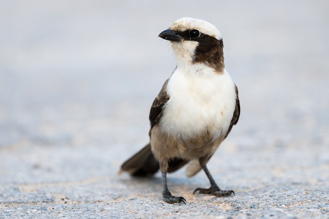Southern White-crowned Shrike by Leander Khil - Organikos