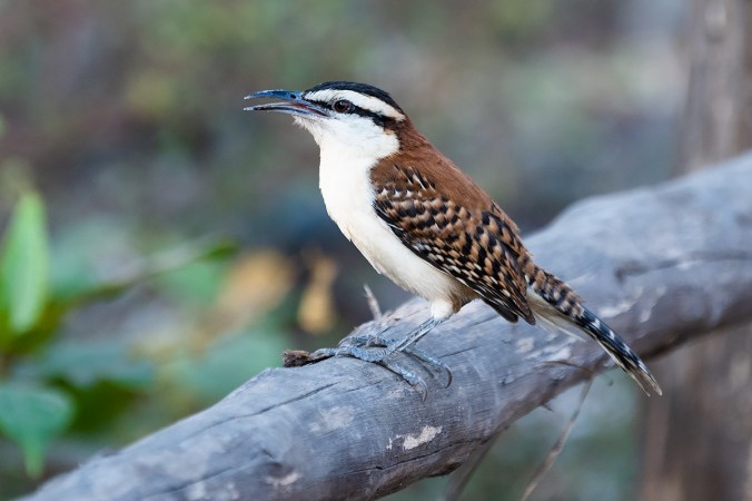 Rufous-naped Wren by Leander Khil - Organikos