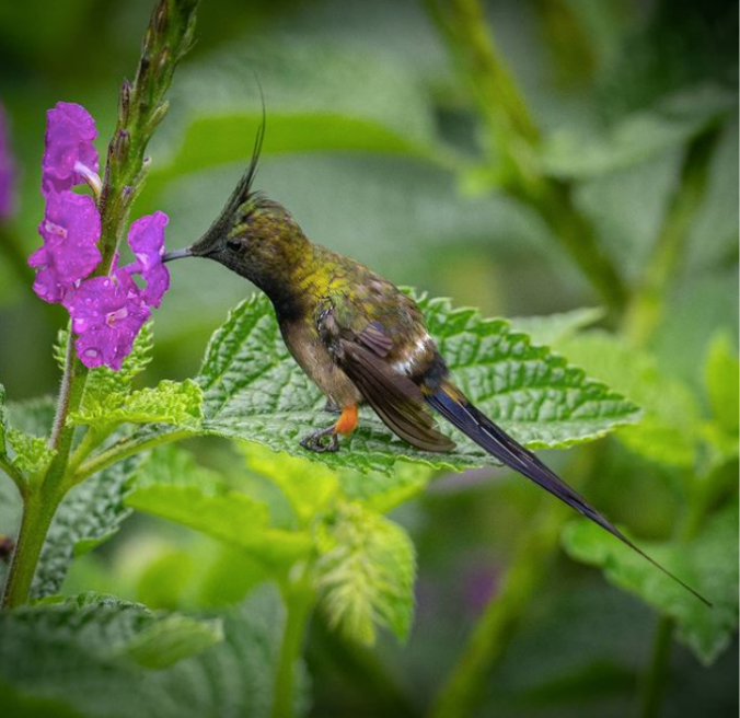 Wire-crested Thorntail by Daniel Aldana - Organikos