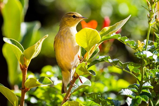 Tennessee Warbler by Leander Khil - Organkos
