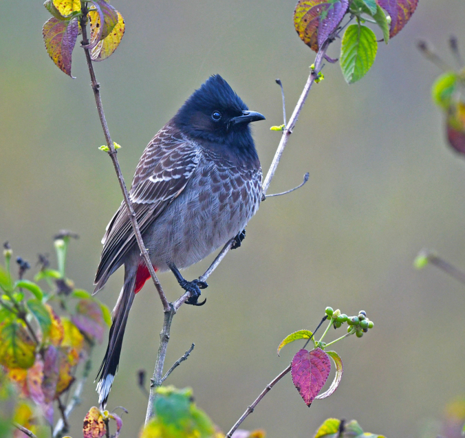 Red-vented Bulbul by Puneet Dhar - Organikos