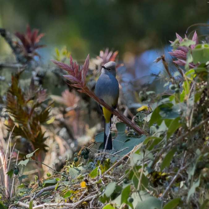 Gray Silky-flycatcher by Daniel Aldana - Organikos