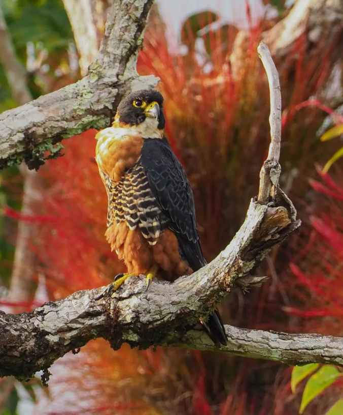 Orange-breasted Falcon by Daniel Aldana - Organikos