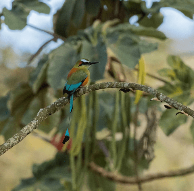 Turquoise-browed Motmot by Daniel Aldana - Organikos