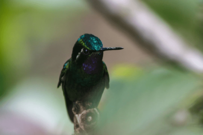 Purple-throated Mountain-gem by Richard Kostecke - Organikos