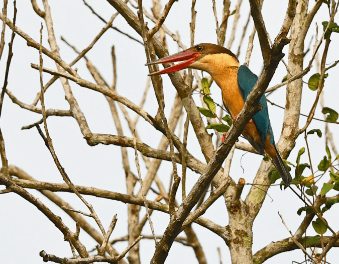Stork-billed Kingfisher by Puneet Dhar - Organikos