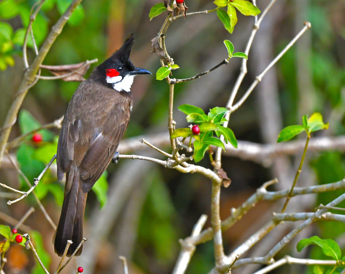 Red-whiskered Bulbul by Puneet Dhar - Organikos