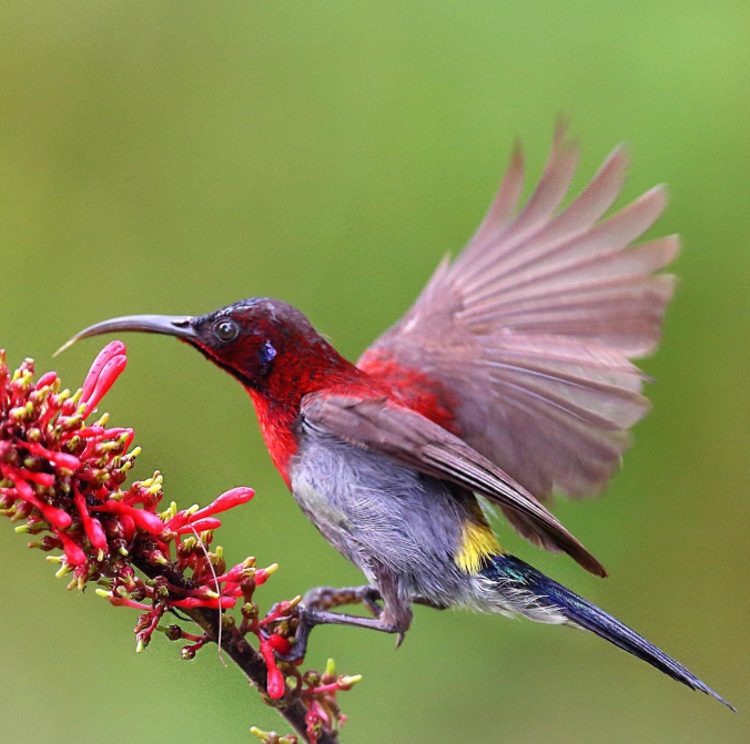 Vigors’s Sunbird by Gururaj Moorching - Organikos