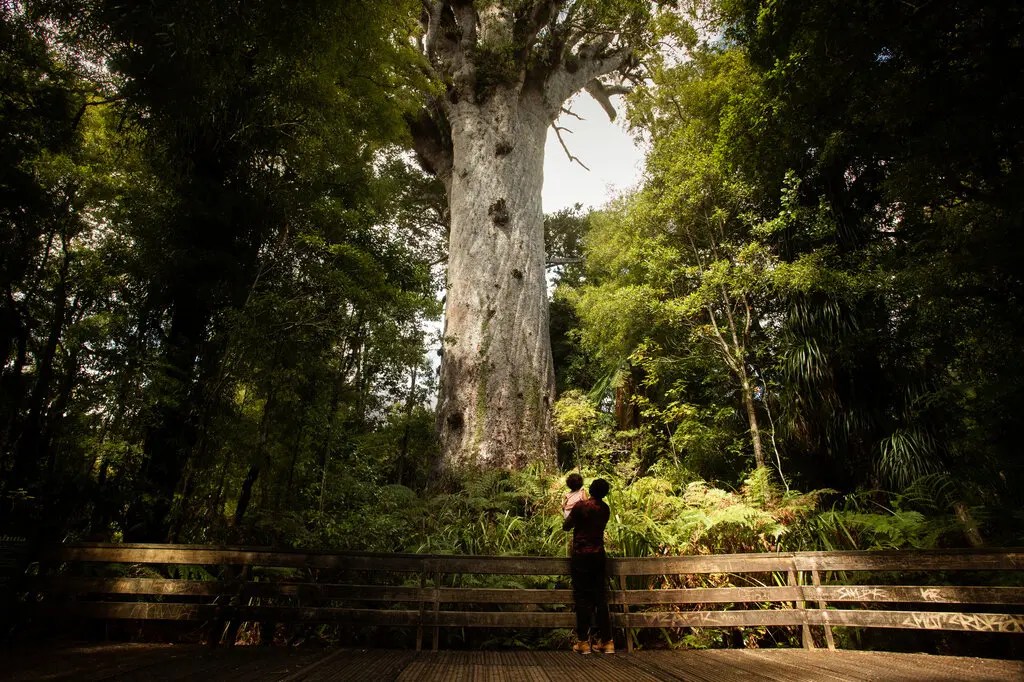 Maori Tree-Saving | Organikos