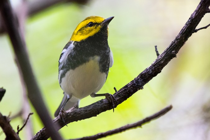Black-throated Green Warbler by Leander Khil - Organikos