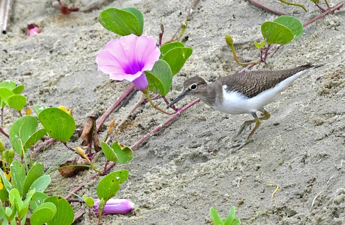 Sandpiper by Puneet Dhar - Organikos