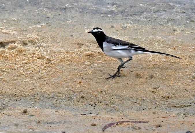 White-browed Wagtail by Puneet Dhar - Organikos