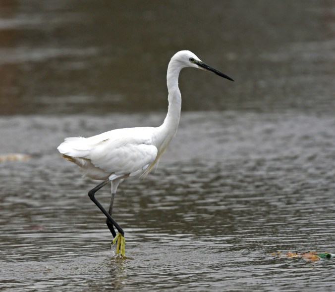 Little Egret by Puneet Dhar - Organikos