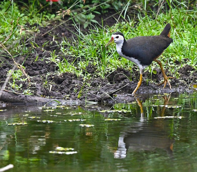 White-breasted Waterhen by Puneet Dhar - Organikos