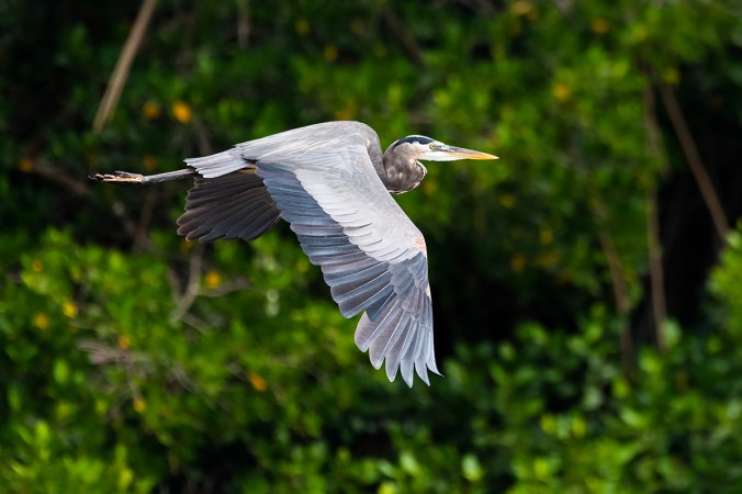 Great Blue Heron by Leander Khil - Organikos