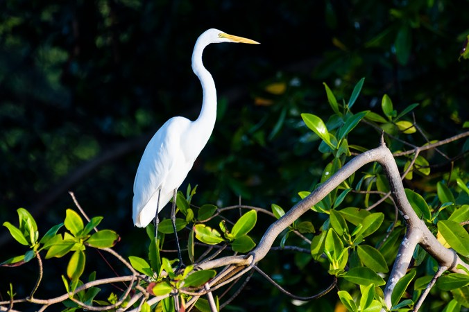 Great Egret by Leander Khil - Organikos