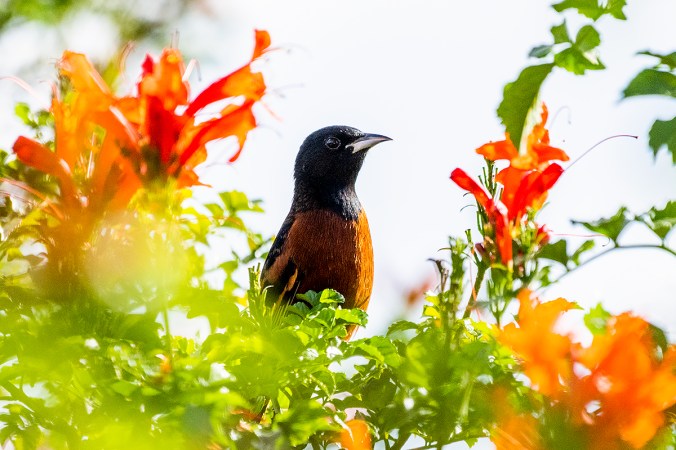 Orchard Oriole by Leander Khil - Organikos