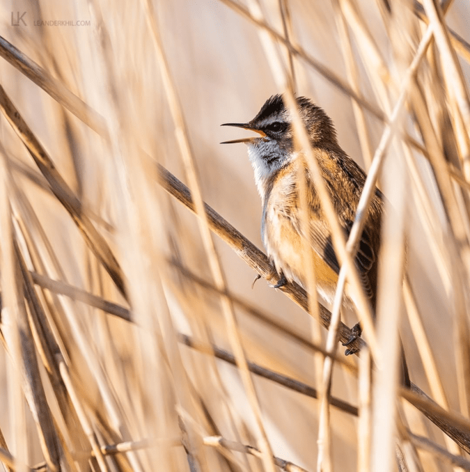 Moustached Warbler by Leander Khil - Organikos