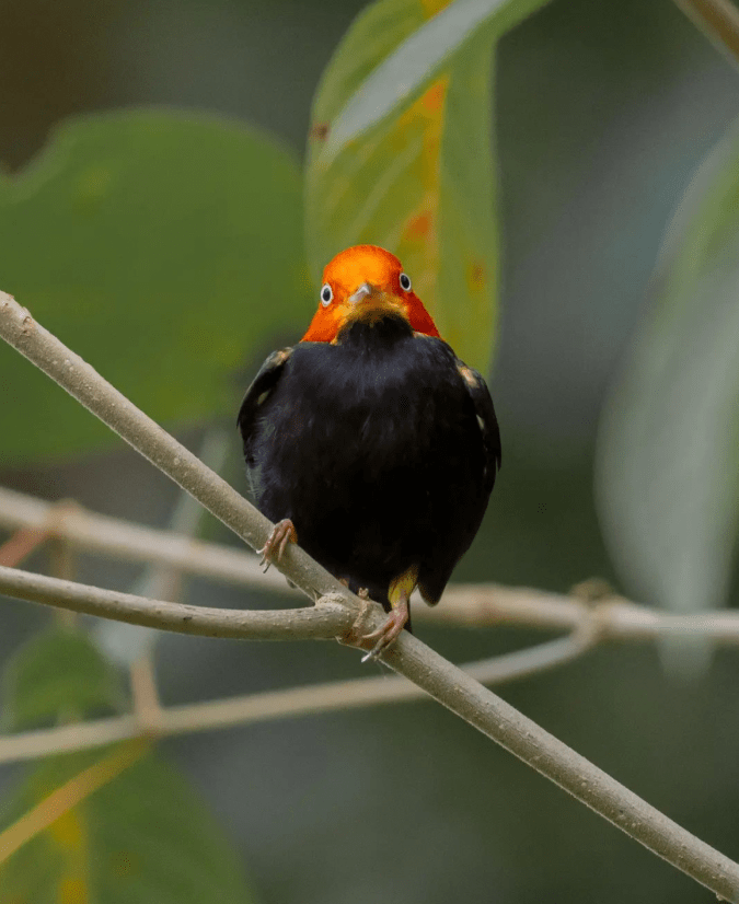 Red-capped Manakin by Daniel Aldana - Organikos