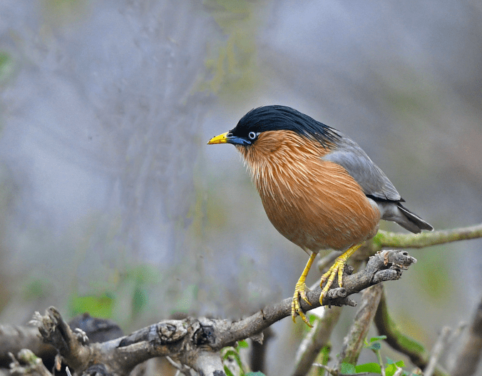 Brahminy Starling by Puneet Dhar - Organikos