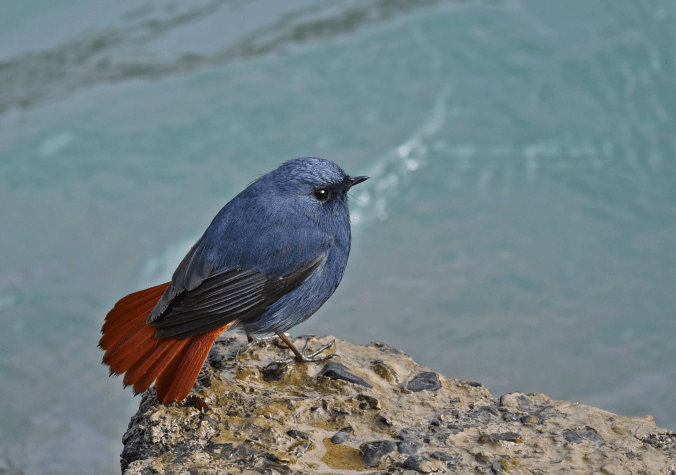 Plumbeous Redstart by Puneet Dhar - Organikos