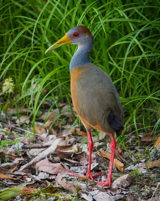 Russet-naped Wood-Rail by Daniel Aldana - Organikos