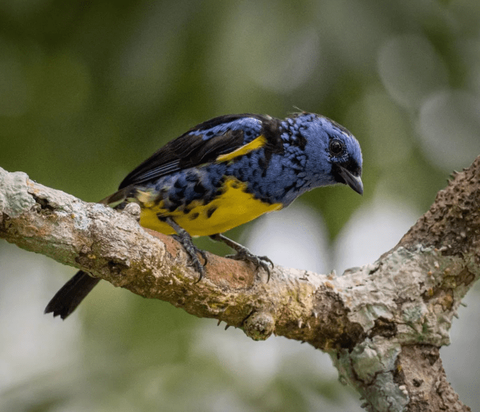 Turquoise Tanager by Daniel Aldana - Organikos