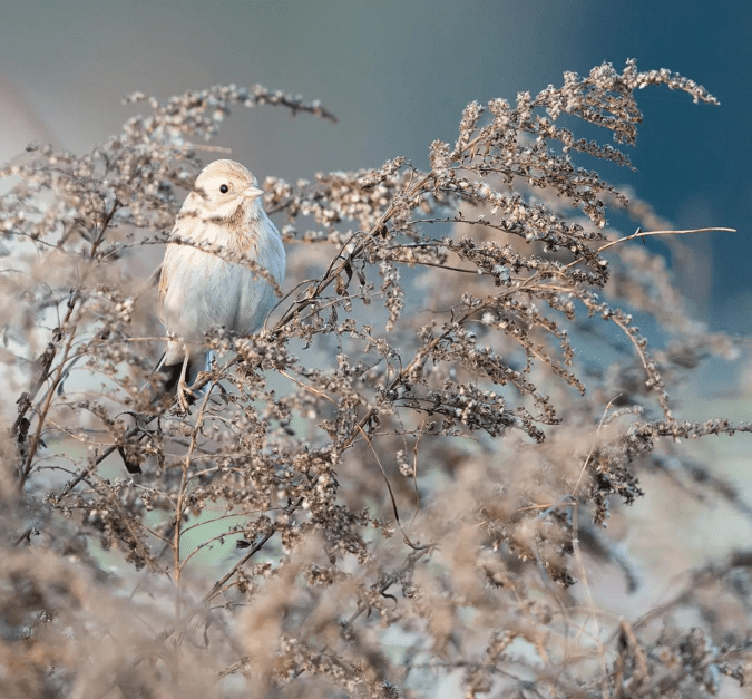 Reed Bunting by Leander Khil - Organikos