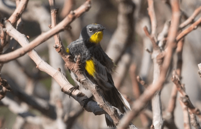 Yellow-rumped Warbler by Richard Kostecke - Organikos