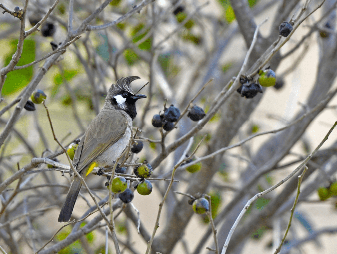 Himalayan Bulbul by Puneet Dhar - Organikos