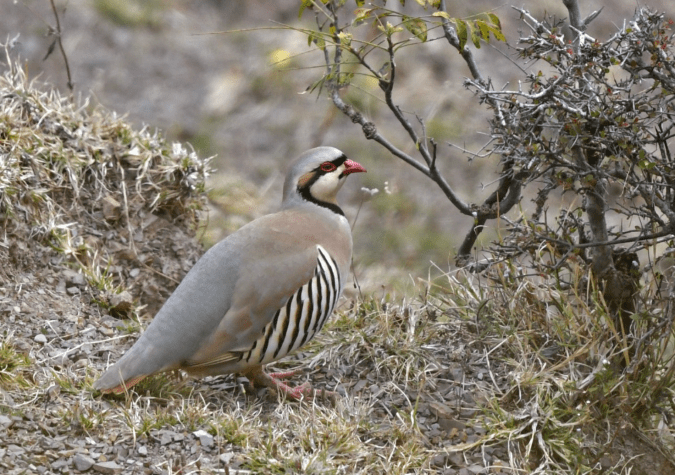 Chukar Partridge by Puneet Dhar - Organikos