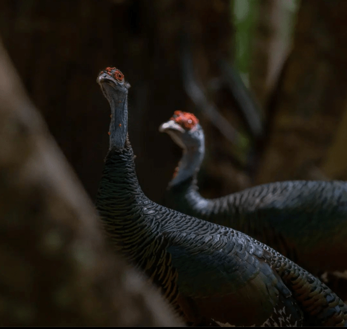 Ocellated Turkey by Daniel Aldana - Organikos