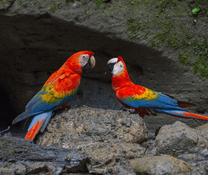Scarlet Macaw by Daniel Aldana - Organikos