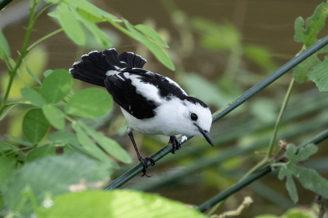 Pied Water-tyrant by Richard Kostecke - Organikos