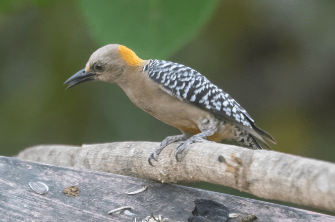 Hoffman's Woodpecker by Richard Kostecke - Organikos