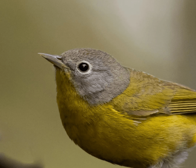 Nashville Warbler by Daniel Aldana - Organikos