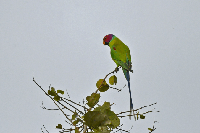 Plum-headed Parakeet by Puneet Dhar - Organikos