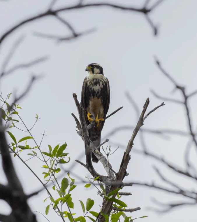 Aplomado Falcon by Daniel Aldana - Organikos